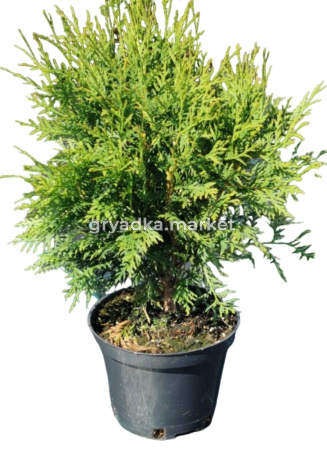 Туя западная Вудварди (Thuja occ. Woodwardii С3)