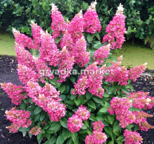 Гортензия метельчатая (Hydrangea paniculata Pinky Winky PBR) C5 Н40 - 60