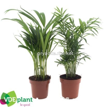 Пальмовый Микс D12 H40