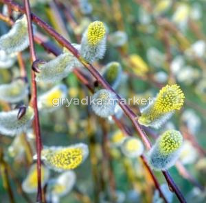 Ива козья Кильмарнок Шт-180 C5 РСав-23