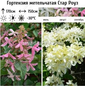 Гортензия метельчатая Стар Роуз С3 ГлХ 