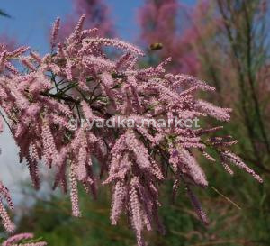 Скриншот 21-04-2026 112526