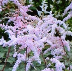 Астильба Тунберга Бетси Каперус С3 (Питомник Малахит)