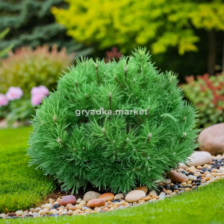 Cосна горная Хесси RB C15 1