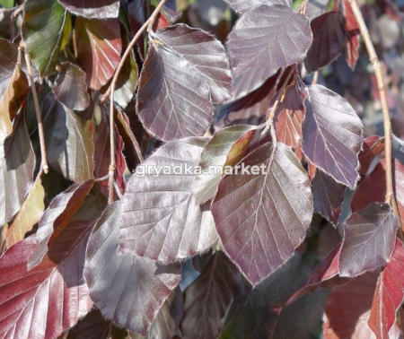 Скриншот 31-03-2025 135736-Photoroom