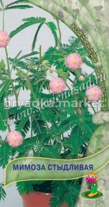 Мимоза Стыдливая (ЦВ) (