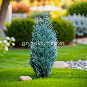 Можжевельник скальный Мунглоу C3 1