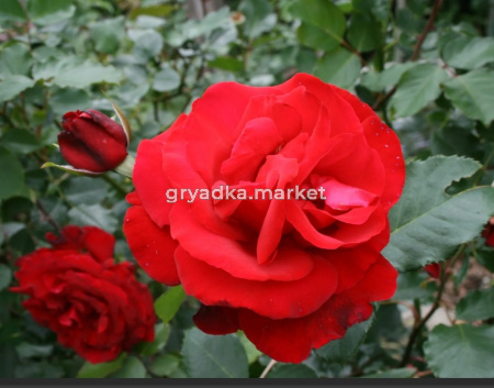 Роза плетистая Сантана v5 Lav