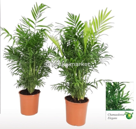 Хамедорея Элеганс 19см