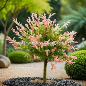 Ива цельнолистная Хакуро-Нишики C5 Pa 130-140 1