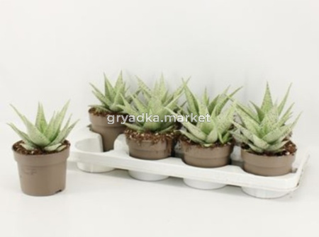 Алоэ белое, комп. (D-12)