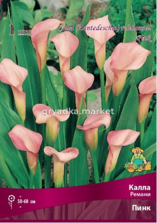 Калла Ремани Пинк 1шт 14-16