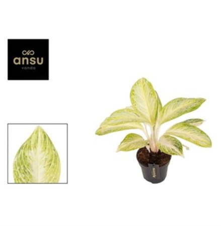 Аглаонема Арктик Лайм С12 H30 Аглаонема Арктик Лайм С12 H30