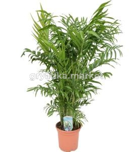 Хамедорея Элеганс 20см
