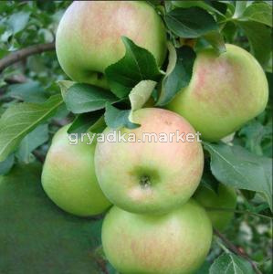 Яблоня Богатырь поздняя (Питомник ВН)