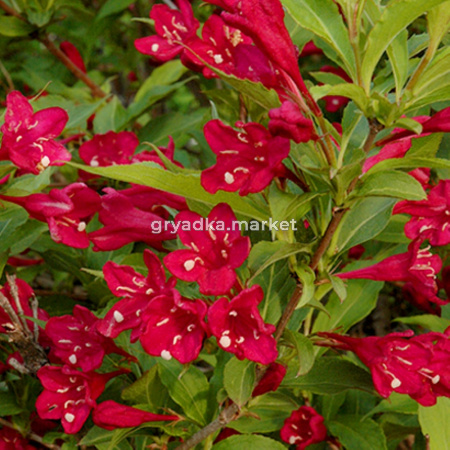 Вейгела Ред Принц v2 Lav