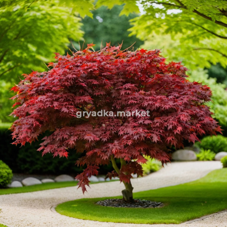 Клен пальмолистный Атропурпуреум C7,5 1