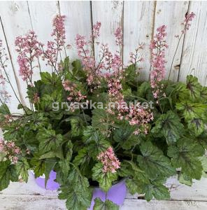 Гейхерелла 