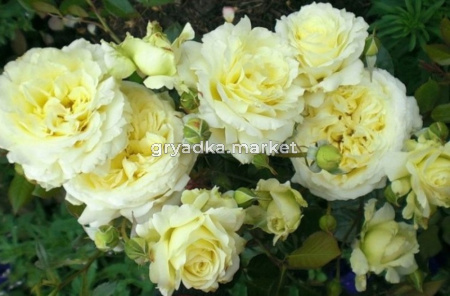 Роза плетистая Эльф v5 Lav