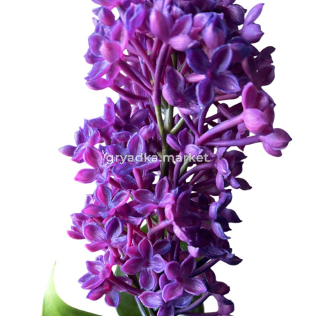 3576-1-54см-Photoroom