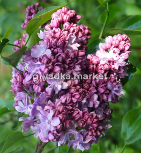 Сирень обыкновенная Маршал Малиновский с3 (Никитенко)