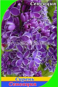 Сирень Сенсация С5 (Питомник Плодовый Дом)