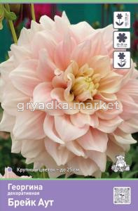 Георгина декоративная Брейк Аут 1шт (нежно-розовый, 90см)