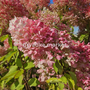 Геркулес 2