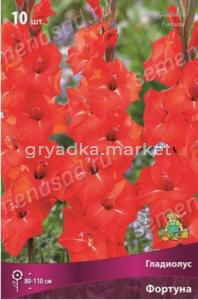 Гладиолус крупноцветковый Фортуна 10шт (красный с белыми полосками) 