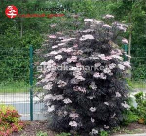 Бузина черная Блэк Тауэр С3 СП