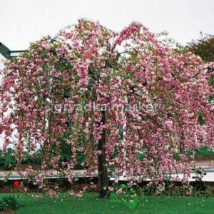 Яблоня дек. плакучая С7,5 РА100-140