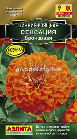 Цинния Сенсация бронзовая (Аэлита)