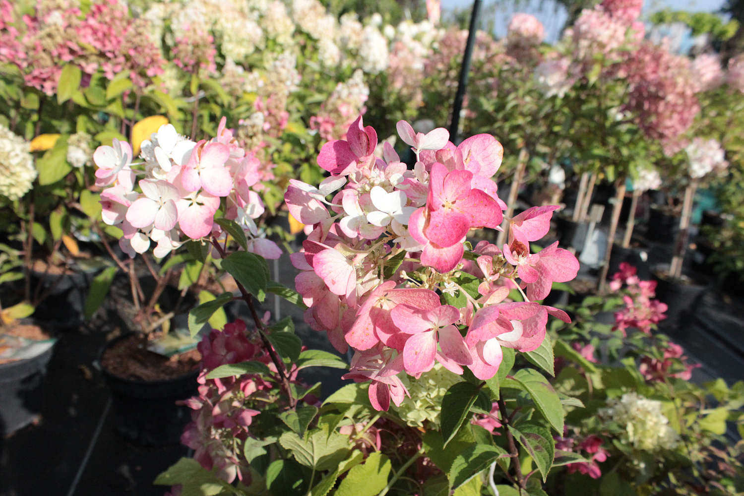 Секреты успешного выращивания саженцев: от выбора почвы до ухода