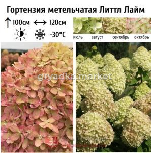 Гортензия метельчатая Литтл Лайм  С5 СП-23 (зеленые цветки)