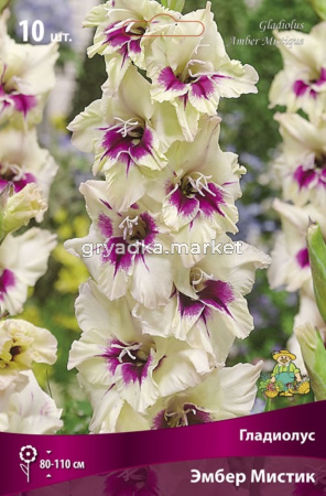 Гладиолус Амбер Мистик 10-12 крупн. 10шт