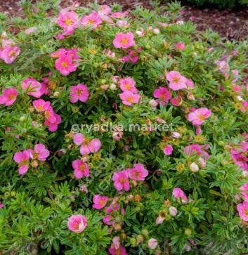 Скриншот 16-04-2026 100149