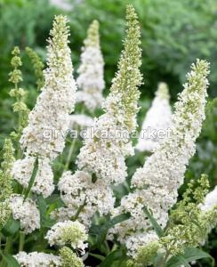 Буддлея Давида Уайт Профьюжн, P9, в туб.