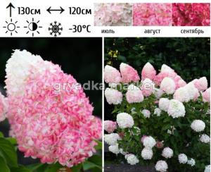 Гортензия метельчатая  Пинк энд Роуз С3 СП-22