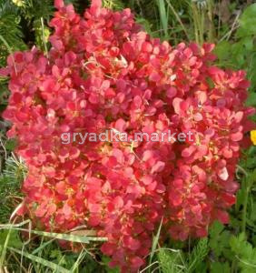 Барбарис тунберга Лютин Руж, (H-20-40; V-3 ltr)