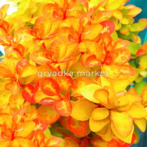 Барбарис тунберга Саммер Сансет C 3 20-30 1