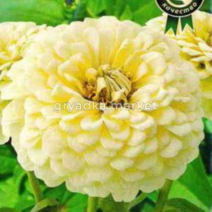 Цинния Сенсация Кремовая 12шт Одн 40см (Аэлита)