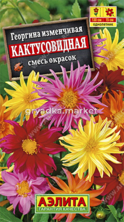 Георгина Кактусовидная смесь (Аэлита)