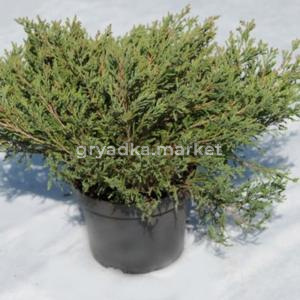 Можжевельник горизонтальный Андорра Компакт, (H-30-50; V-3 ltr)