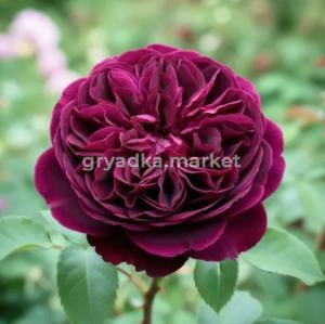 Роза английская Манстед Вуд v5 Lav