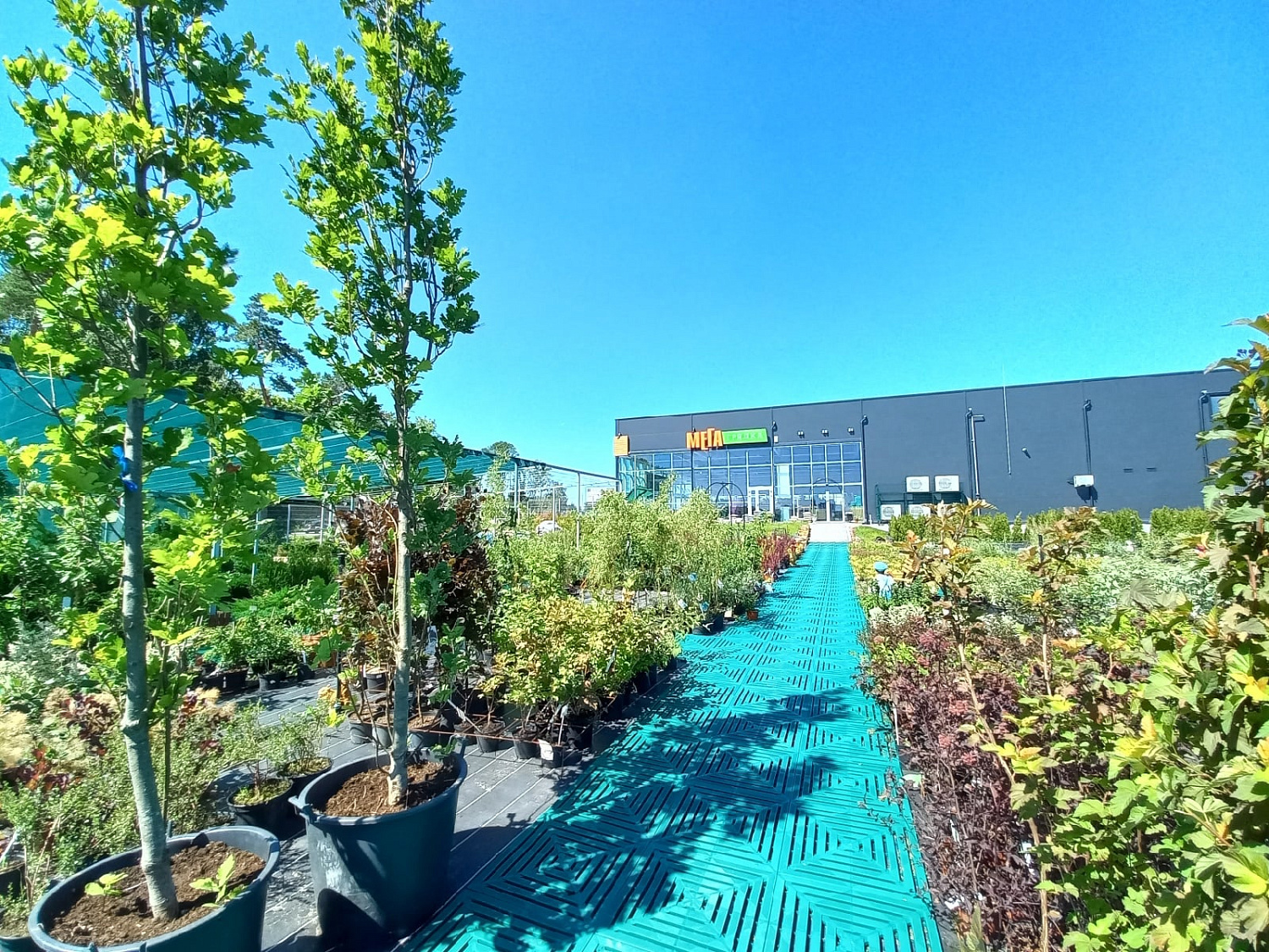 Секреты успешного выращивания саженцев: от выбора почвы до ухода