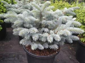 Ель колючая Глаука Глобоза