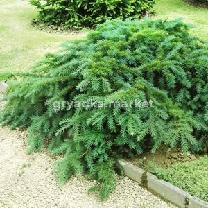 Тис ягодный Репанденс C3 20-30 1