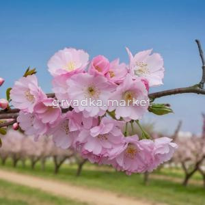 Миндаль трехлопастный Трилоба Шт 100 cm C10 1