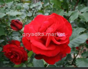 Роза плетистая Сантана v5 Lav