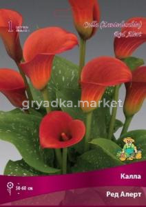 Калла Ред Алерт 1шт 14-16